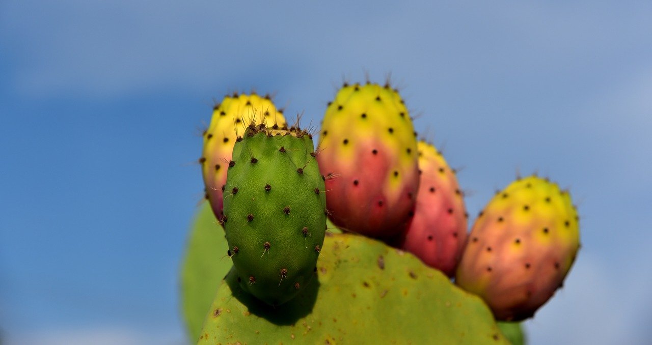 cactus-3622543_1280